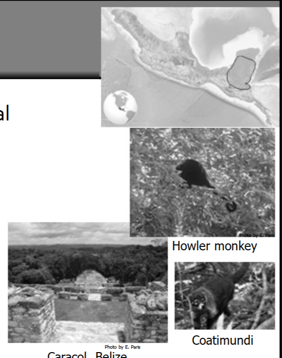 <p> Hot, humid, tropical forest, seasonal swamps (bajos), some river valleys</p><p> Home to Maya political capitals during the Classic period</p><p> Distinct rainy-season dry-season climate</p><p> Tropical forest fauna</p><p> High plant diversity</p><p> Fragile soils</p>