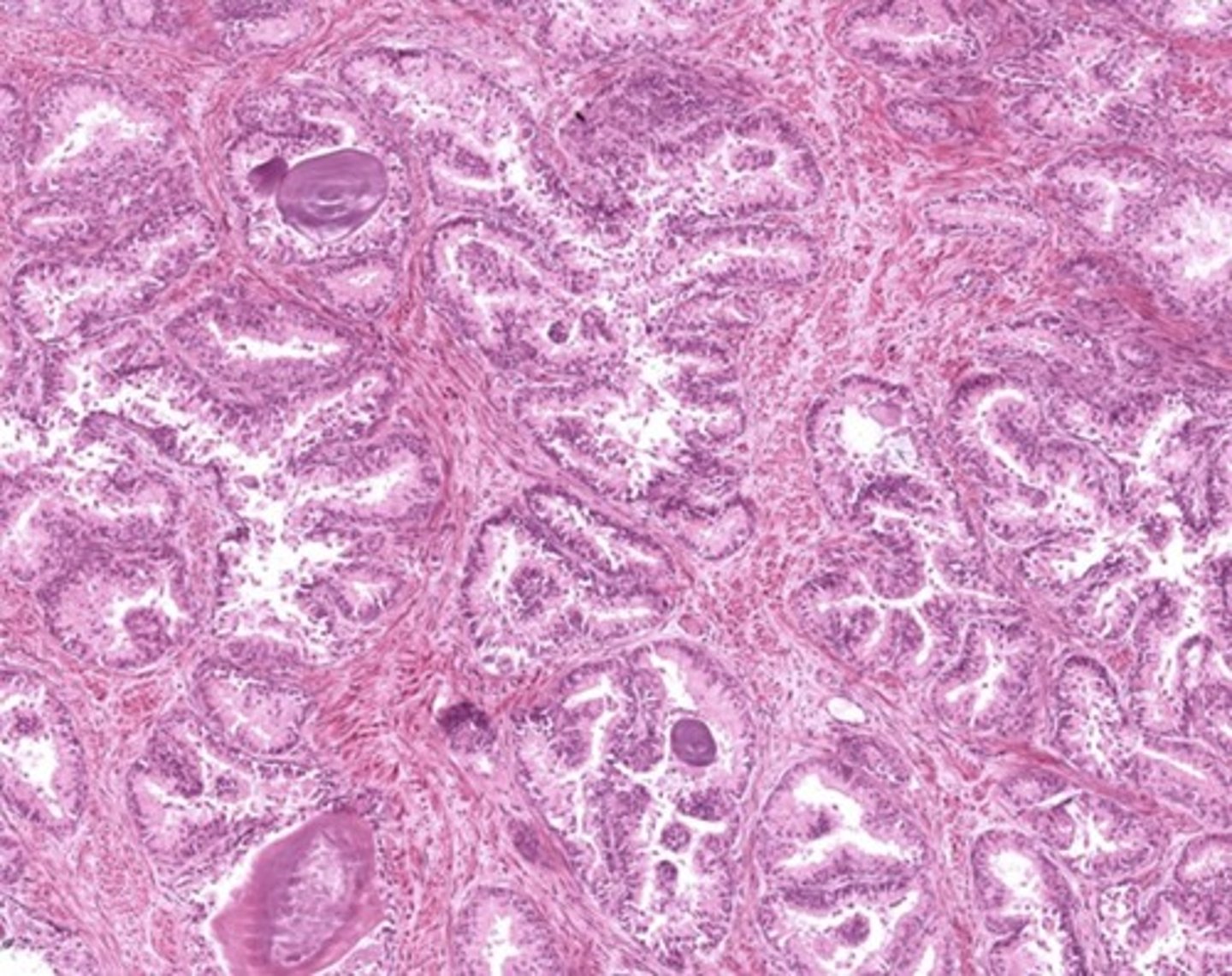 <p>Name the tissue</p>