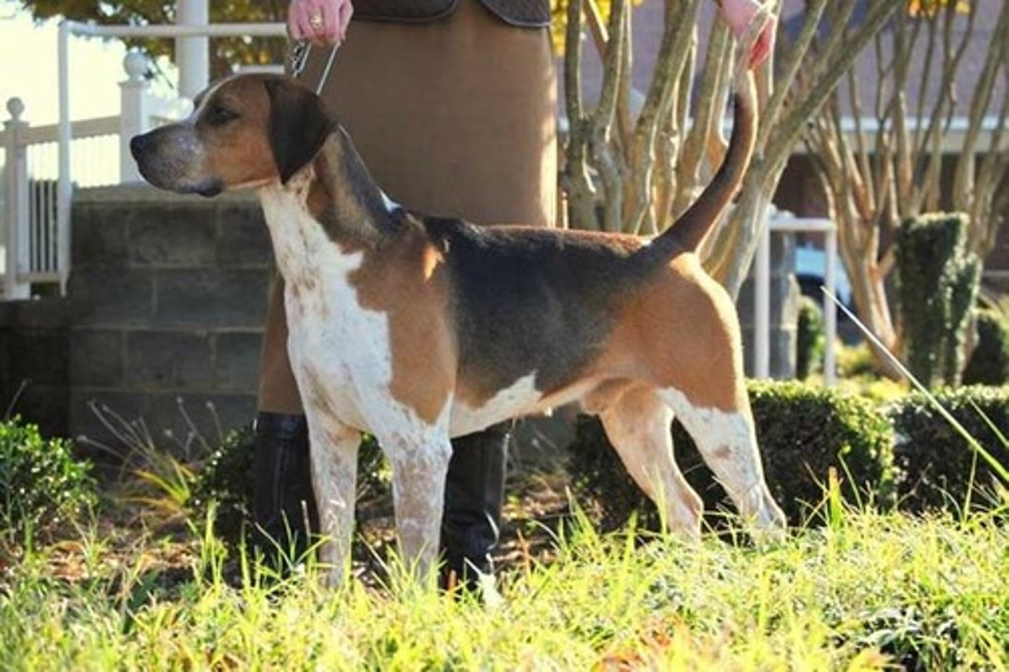 <p>Affectionate, Gentle, Sociable</p><p>AKC Breed Popularity: Ranks 187 of 194</p><p>Height: 24 inches</p><p>Weight: 60-75 pounds</p><p>Life Expectancy: 10-13 years</p><p>Group: Hound Group</p>