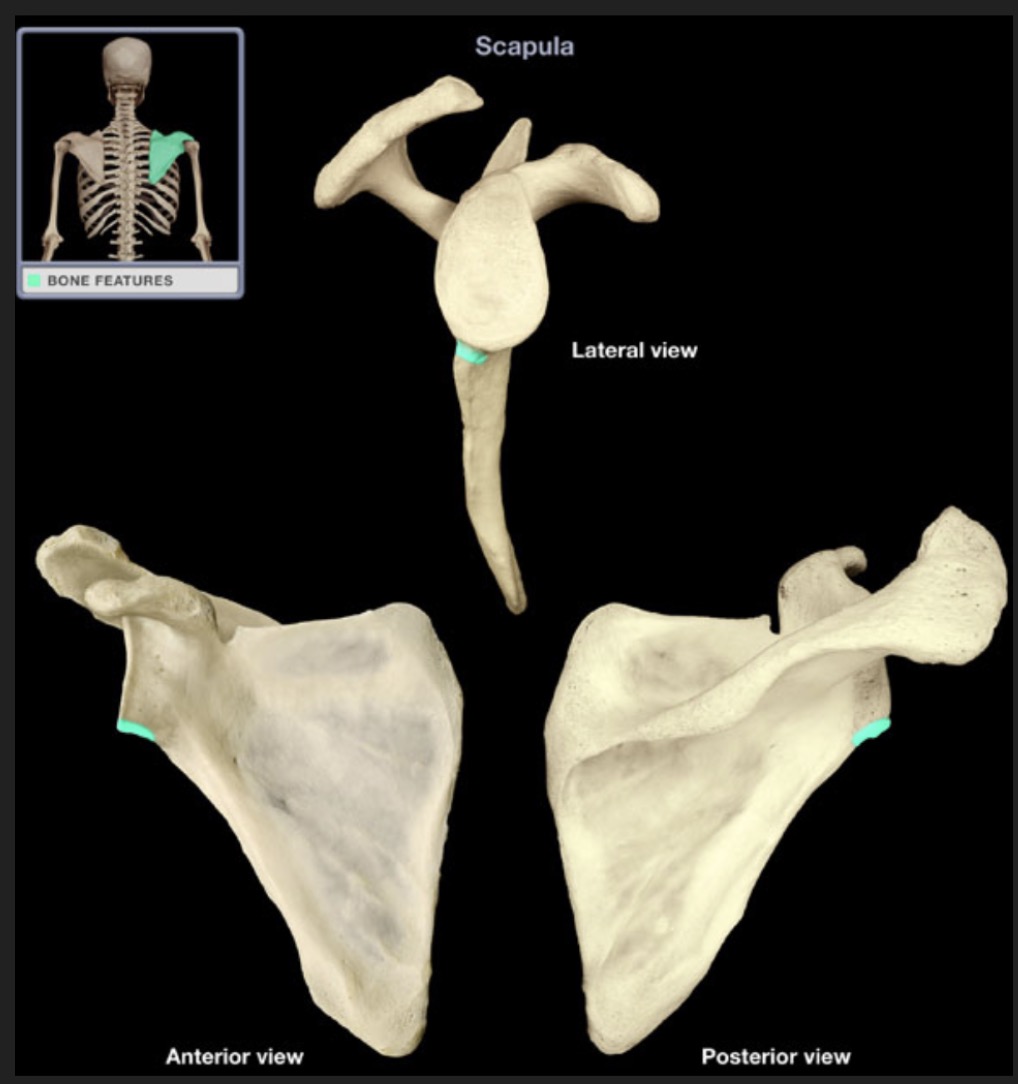 <p><span style="font-family: Arial, sans-serif; color: rgb(45, 59, 69)">prominence inferior to the glenoid cavity</span></p>