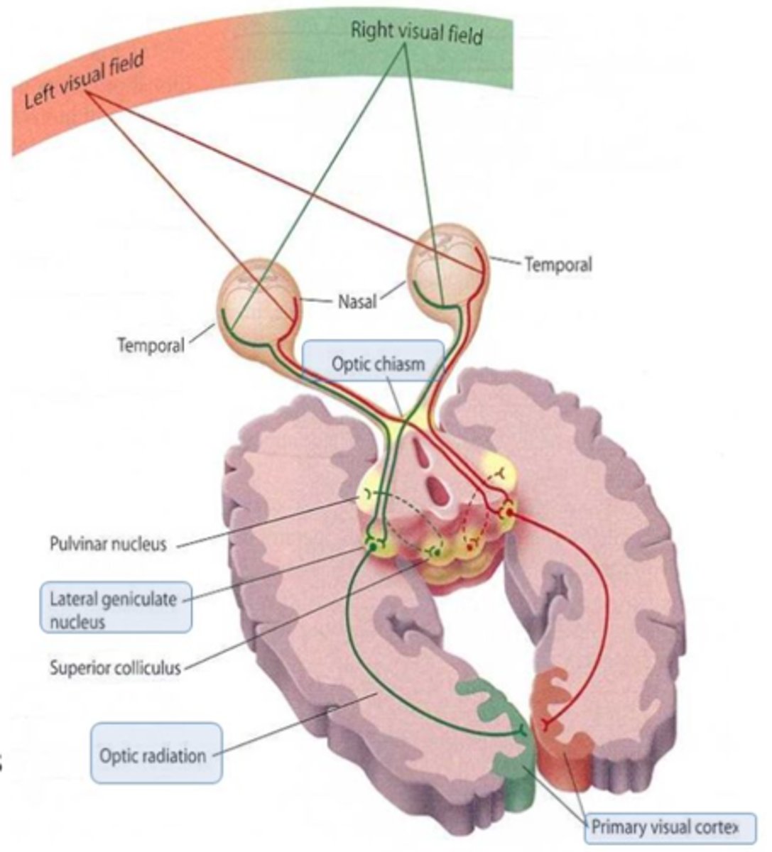 <p>1) siatkówka</p><p>2) nerw wzrokowy</p><p>3) skrzyżowanie wzrokowe</p><p>4) pasmo wzrokowe</p><p>5) komórki ciała kolankowatego we wzgórzu</p><p>6) promienistość wzrokowa</p><p>7) kora wzrokowa</p>