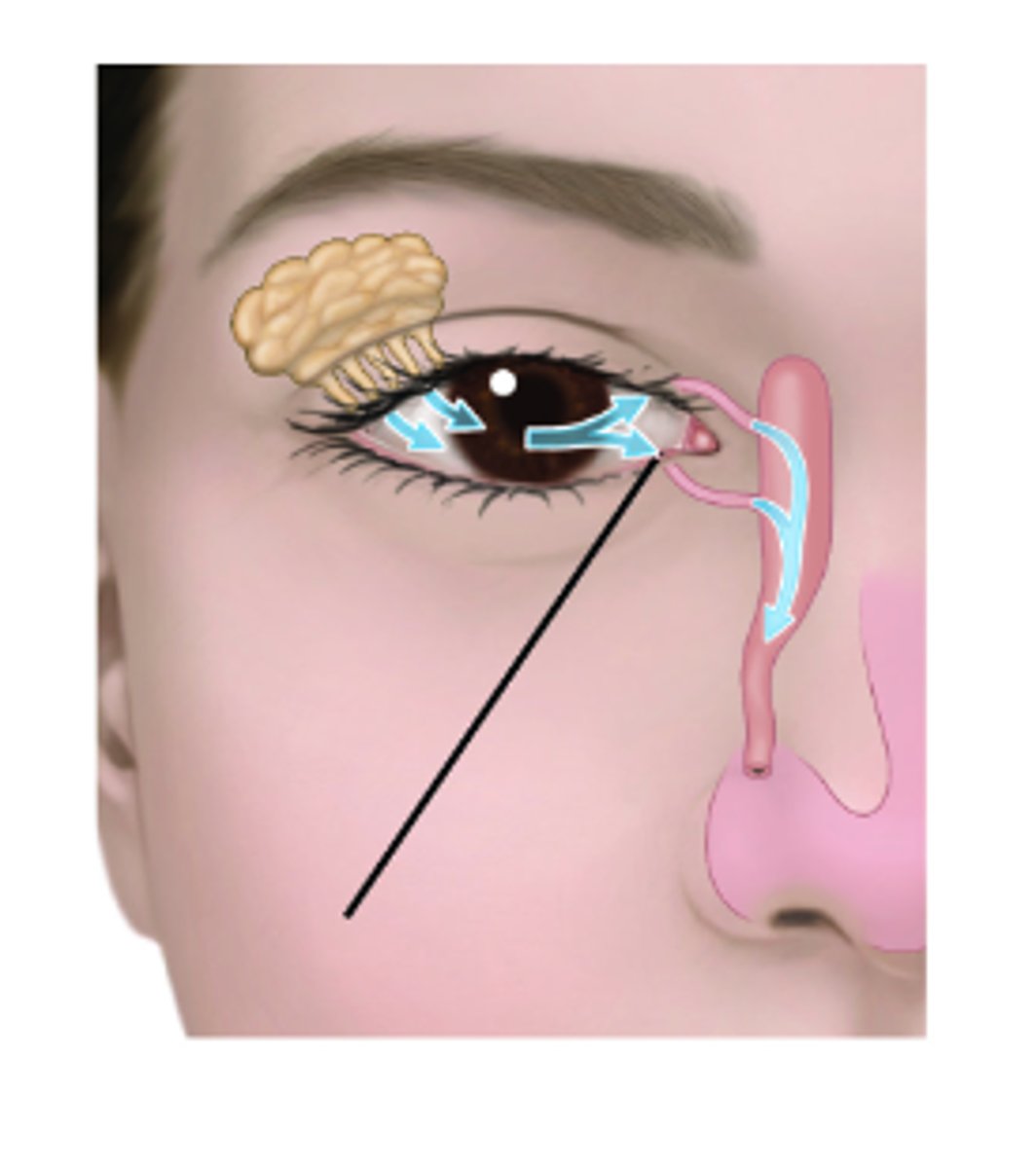 <p>Identify structure.</p>