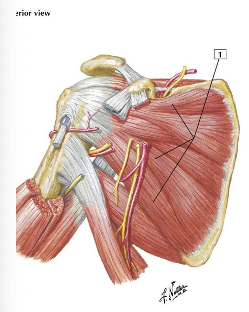 <p>A: glenohumeral IR and stabilizes head of humerus</p><p>N: upper and lower subscapular nerves; C5, C6</p>