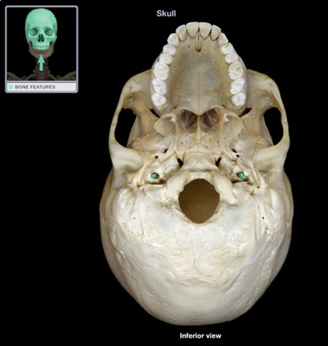 <p>cranial bones</p>