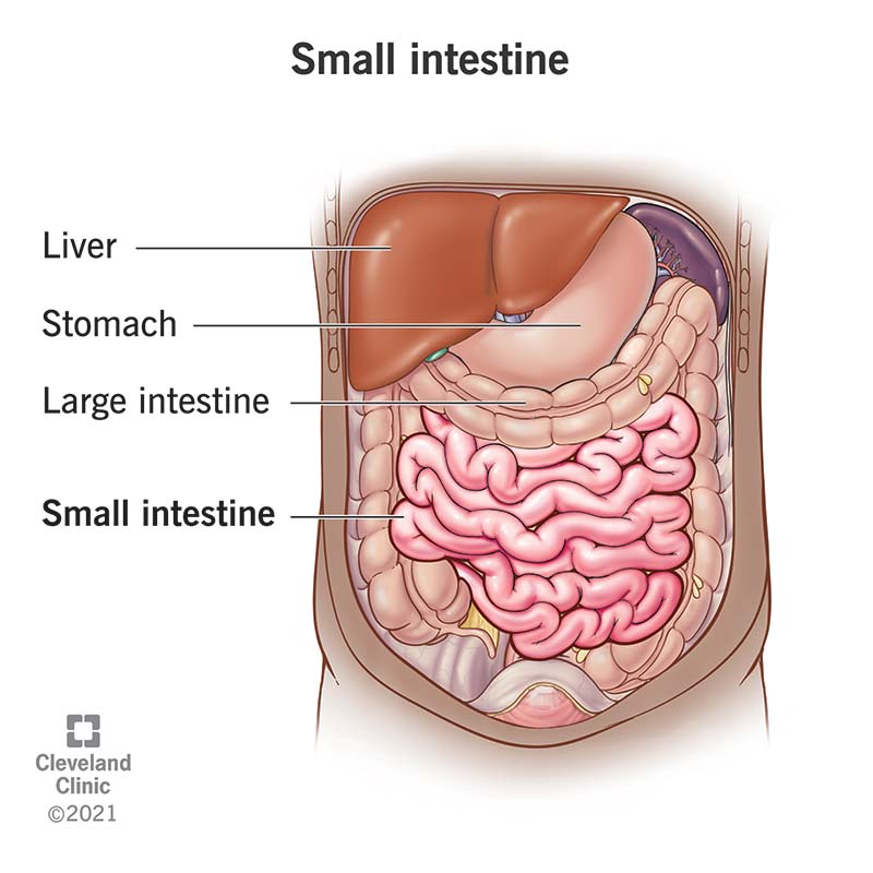 <p>a long, coiled tube in the digestive system, about 20 feet long, that absorbs nutrients from food and passes them to the bloodstream; consists of the duodenum, jejunum, and ileum; lining has millions of villi</p>