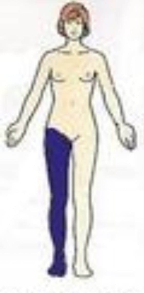 <p>On one side of the body only</p><p>Ex) The liver is a unilateral organ.</p>