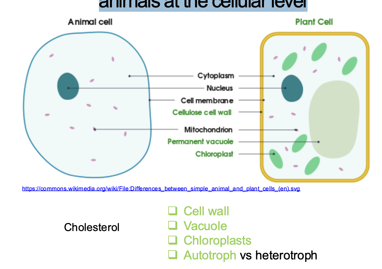 <ul><li><p><span style="background-color: inherit; line-height: 19.55px; color: windowtext;"><span>Share common structures, but some unique</span></span><span style="line-height: 19.55px; color: windowtext;"><span>&nbsp;</span></span></p></li><li><p class="Paragraph SCXO188022260 BCX0" style="text-align: left;"><span style="background-color: inherit; line-height: 19.55px; color: windowtext;"><span>Plant cell</span></span><span style="line-height: 19.55px; color: windowtext;"><span>&nbsp;</span></span></p><ul><li><p class="Paragraph SCXO188022260 BCX0" style="text-align: left;"><span style="background-color: inherit; line-height: 19.55px; color: windowtext;"><span>Chloroplast</span></span><span style="line-height: 19.55px; color: windowtext;"><span>&nbsp;</span></span></p></li><li><p class="Paragraph SCXO188022260 BCX0" style="text-align: left;"><span style="background-color: inherit; line-height: 19.55px; color: windowtext;"><span>Vacuole</span></span><span style="line-height: 19.55px; color: windowtext;"><span>&nbsp;</span></span></p></li><li><p class="Paragraph SCXO188022260 BCX0" style="text-align: left;"><span style="background-color: inherit; line-height: 19.55px; color: windowtext;"><span>Cell wall</span></span><span style="line-height: 19.55px; color: windowtext;"><span>&nbsp;</span></span></p></li></ul></li><li><p class="Paragraph SCXO188022260 BCX0" style="text-align: left;"><span style="background-color: inherit; line-height: 19.55px; color: windowtext;"><span>Animal</span></span><span style="line-height: 19.55px; color: windowtext;"><span>&nbsp;</span></span></p><ul><li><p class="Paragraph SCXO188022260 BCX0" style="text-align: left;"><span style="background-color: inherit; line-height: 19.55px; color: windowtext;"><span>Cholesterol only in animal cells</span></span><span style="line-height: 19.55px; color: windowtext;"><span>&nbsp;</span></span></p></li></ul></li><li><p class="Paragraph SCXO188022260 BCX0" style="text-align: left;"><span style="background-color: inherit; line-height: 19.55px; color: windowtext;"><span>Diff leads to diff ecological roles in nature</span></span><span style="line-height: 19.55px; color: windowtext;"><span>&nbsp;</span></span></p></li><li><p class="Paragraph SCXO188022260 BCX0" style="text-align: left;"><span style="background-color: inherit; line-height: 19.55px; color: windowtext;"><span>Plant cell uses energy to produce food in chloroplast (autotroph)</span></span><span style="line-height: 19.55px; color: windowtext;"><span>&nbsp;</span></span></p></li><li><p class="Paragraph SCXO188022260 BCX0" style="text-align: left;"><span style="background-color: inherit; line-height: 19.55px; color: windowtext;"><span>Animal cells cannot produce food themselves (prey on other --&gt; heterotroph)</span></span><span style="line-height: 19.55px; color: windowtext;"><span>&nbsp;</span></span></p></li></ul><p></p>