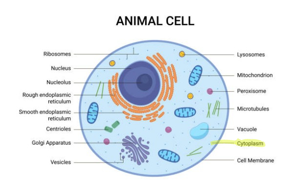 <p>Includes everything between nuclear membrane and cell membrane. Made of cytosol. </p>