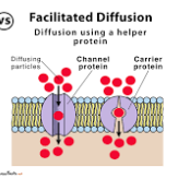 <p>how does facilitated diffusion work?</p>