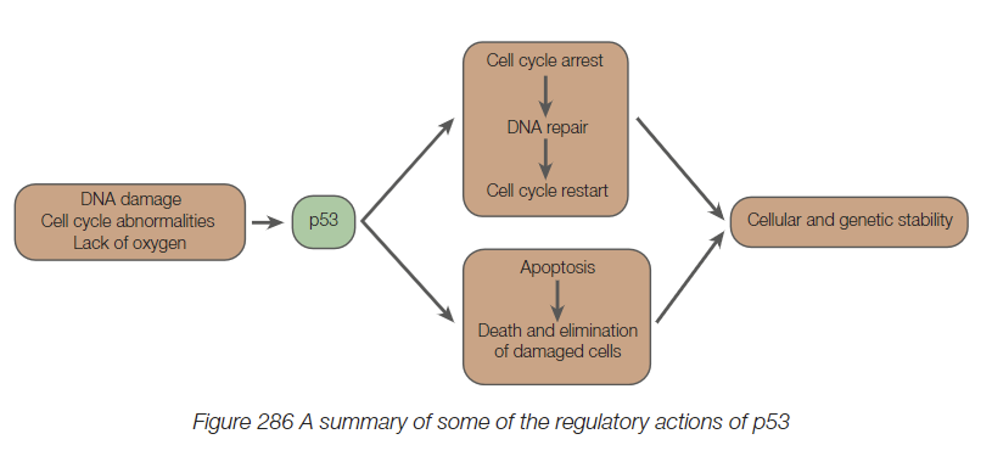 <p>There is a strong correlation between carcinogenesis, the onset of cancer, and mutagenesis, a change in the DNA sequence. Three main classes of agent are responsible for mutagenesis. </p><ul><li><p>Chemical carcinogens causing changes to the nucleotide sequence in DNA.</p></li><li><p>Radiation, especially X-rays, which cause chromosome breakage.</p></li><li><p>Viruses that can cause an addition of foreign DNA sequences into the host DNA.</p></li></ul><hr><p><mark data-color="yellow">Cancer is a disease caused by uncontrolled cell division</mark>, leading to tumour formation. Cancers occur as a result of factors which disrupt the normal controls of the cell cycle. </p><p>Carcinogens, physical or chemical, induce gene mutations, giving rise to cancer, by <mark data-color="yellow">causing changes to the nucleotide sequence in DNA.</mark></p><p>Oncogenes (aka. tumour genes) arise from gene mutations, and are capable of <mark data-color="yellow">over activating the cell cycle</mark>, leading to uncontrolled cell growth.</p><p>DNA repair genes produce products which can repair DNA that has been damaged by X-rays or mutagenic chemicals. If the normal <mark data-color="yellow">DNA repair processes malfunction, this may facilitate the continuation of faulty cells through the cycle</mark>. </p><p>Tumour suppression genes, such as p53, produce proteins which <mark data-color="yellow">prevent the production and proliferation of cells with damaged DNA</mark>, by binding to specific DNA sequences, and halting the cycle. Once stopped, the p53 protein activates the gene expression of proteins involved in DNA repair. </p><p>It’s important that such genetic alterations are not passed onto future generations. If the DNA cannot be repaired, DNA repair genes activate the gene expression of proteins involved in apoptosis.</p><p><em>In many types of cancers, the p53 gene is mutated or otherwise dysfunctional, leading to a loss in its tumour-suppressive functions, allowing cells with damaged DNA to continue and divide.</em></p><p>It has been found that p53 is inactive in almost 50% of all cancers. </p>