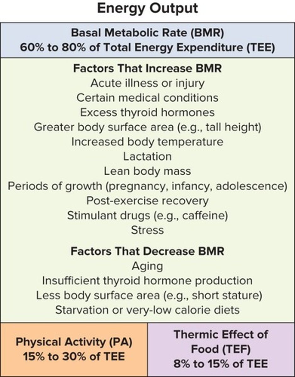 <p>The amount of calories the body burns at rest, usually higher than Basal Metabolic Rate (BMR).</p>