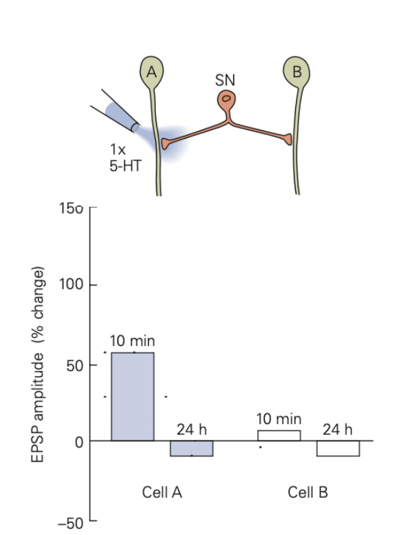 <p>short term facilitation of synapse with motor neuron A </p>