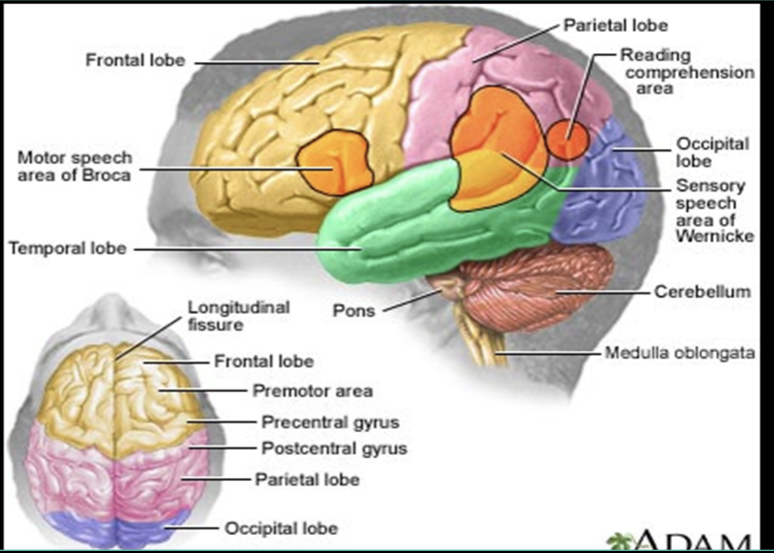 <p>the cerebrum</p>