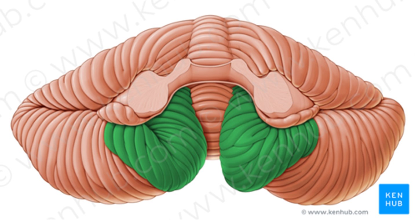 <p>Two elevated masses on inferior surface of hemispheral portion just nearby foramen magnum</p><p>Can herniate into the foramen magnum, exerting pressure on the medulla</p>