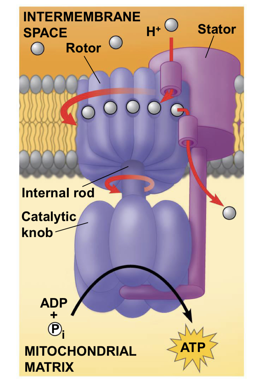 <p><span style="font-family: Calibri, sans-serif">It produces the most ATP in cellular respiration. The electrons and H+ move through channels down the concentration gradient and produce ATP.</span></p>
