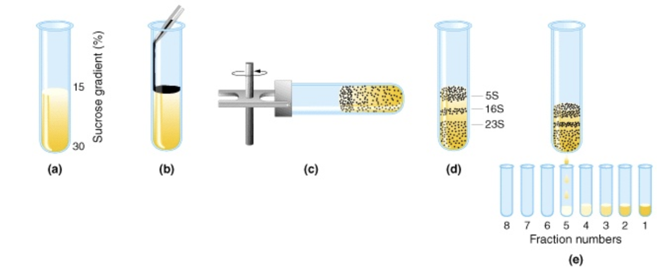 <p>Sucrose density gradient with least dense at the top. Sample is carefully layered on top. Based on their densities, proteins migrate until density matches density gradient. Fractions are collected by a pinhole in the tube</p><p>✧ related to each protein’s sedimentation coefficient (how far it moves in a gradient)</p>