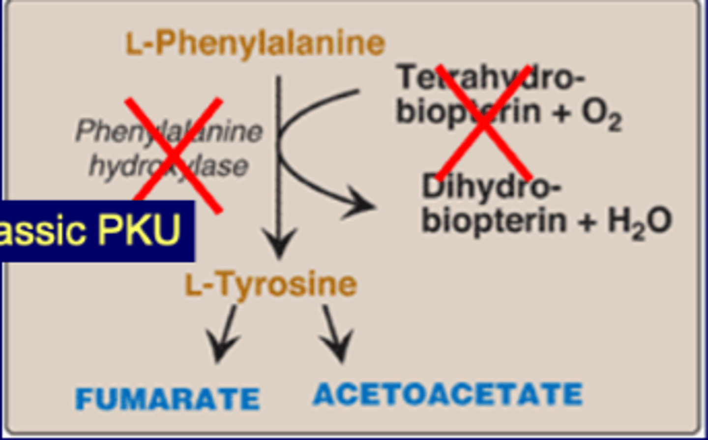 <p>common inborn error (prevalence 1:15,000)<br>two major causes<br>-PAH deficiency (classic)<br>-BH4 deficiency (non-classic)<br><br>Tyr->fumarate (glucogenic)<br>Tyr->acetoacetate (ketogenic)</p>