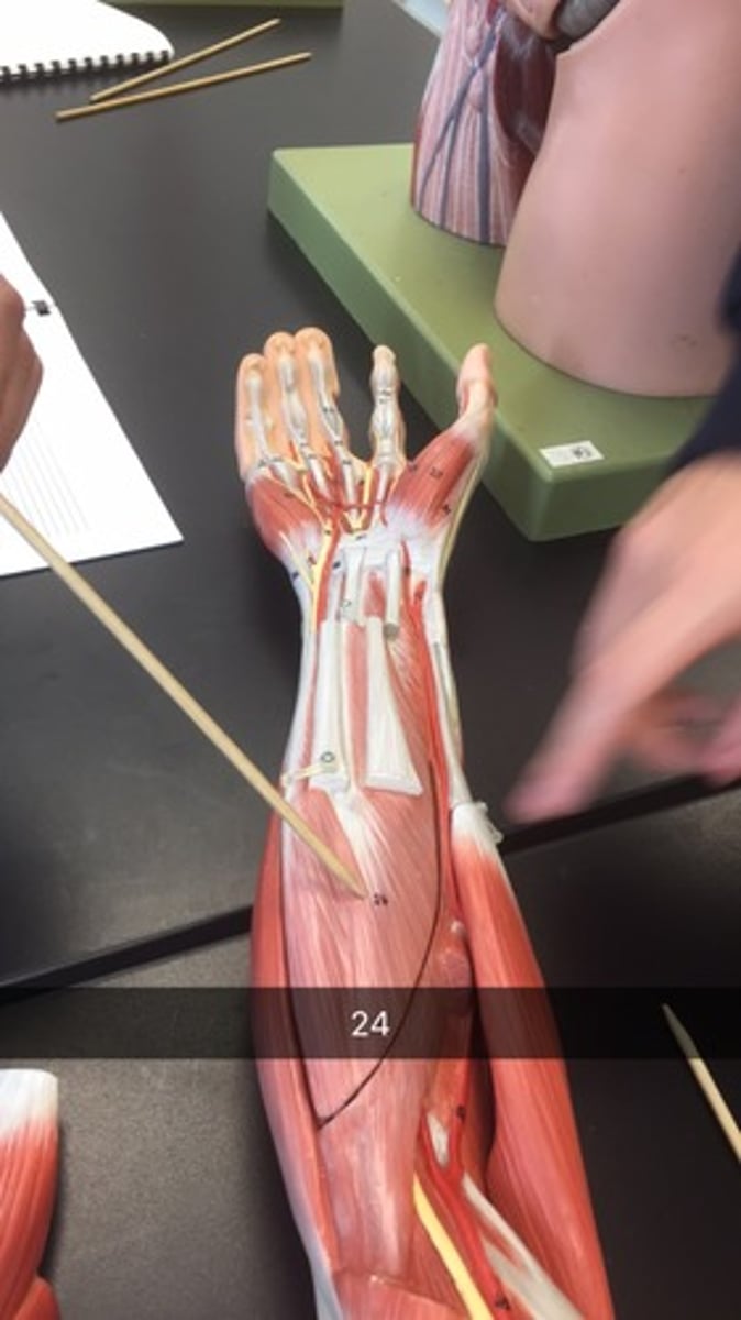 knowt flashcard image