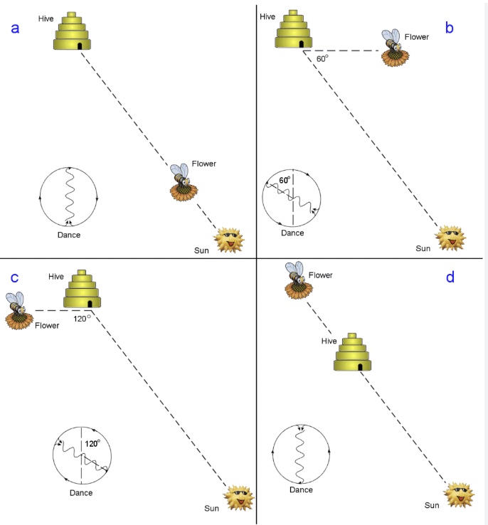 <p>relates own position within hive to the sun and food source w/ figure 8 dance. strength of tail waggle shows distance. Scent of pollen on dancing bee helps id flower.</p>