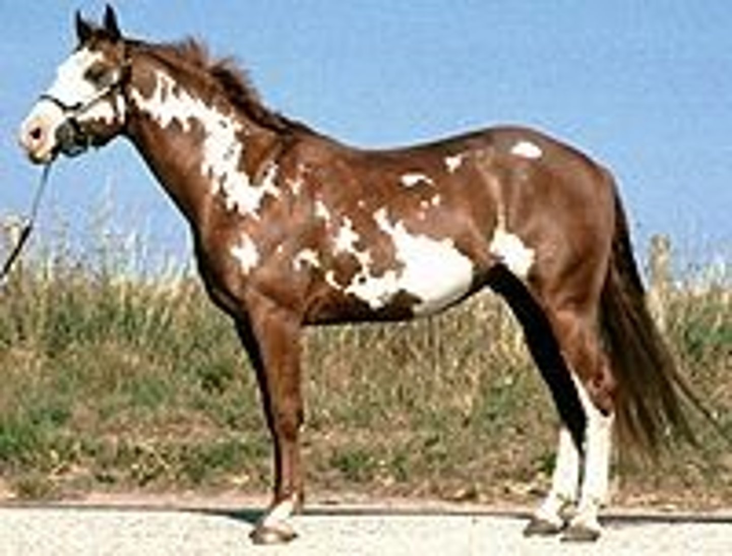 <p>Lethal white foal syndrome is a condition that may be produced by mating two horses of what coat color pattern... no white across the back</p>