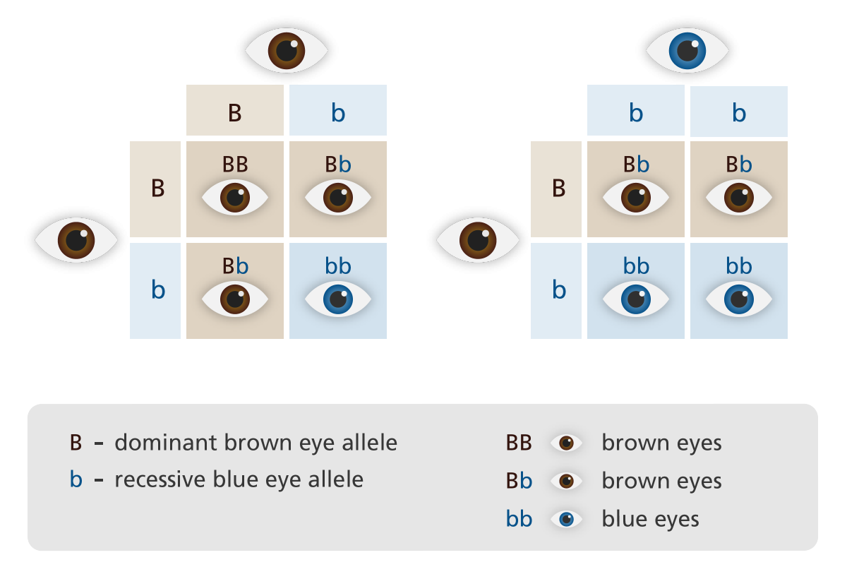 <p><strong>Inheritance in modern terms:</strong></p><ul><li><p>what are “hereditary units” ?</p></li><li><p>Diploid Cells</p></li><li><p>Homozygous</p></li><li><p>Heterozygous</p></li><li><p>Genotype</p></li><li><p>Phenotype</p></li></ul>