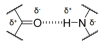 <p>due to partial ionisation of the C=O and N-H bonds.</p>