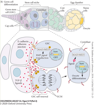 <p>The Drosophila ovarian GSC niche is a classic model for stem cell regulation. <br></p><ul><li><p><strong>Niche Structure:</strong> GSCs are anchored to Cap cells at the anterior tip of the germarium.</p></li><li><p><strong>Signaling Pathway:</strong> The Cap cells secrete TGFb ligands (e.g Dpp), which activate BMP signalling. BMP signalling represses bam, which is required for differentiation.</p></li><li><p><strong>Mechanism:</strong> <br>1. Dpp binds to receptors on the adjacent GSC, activating BMP signaling within the GSC. <br>2. This intracellular signal represses the transcription of the gene bam. bam is a master regulator required for differentiation. <br>3. By repressing bam, the GSC is maintained in a self-renewing, undifferentiated state.</p></li><li><p><strong>Asymmetric Division:</strong> When a GSC divides, one daughter cell remains attached to the Cap cells and continues to receive the Dpp signal, thus self-renewing. The other daughter cell is displaced away from the niche, no longer receives the Dpp signal, begins to express bam, and commits to differentiation into a cystoblast, which will eventually form an egg.</p></li><li><p>ECM molecules restrict TGF𝛽 ligand diffusion.</p></li></ul><p></p>