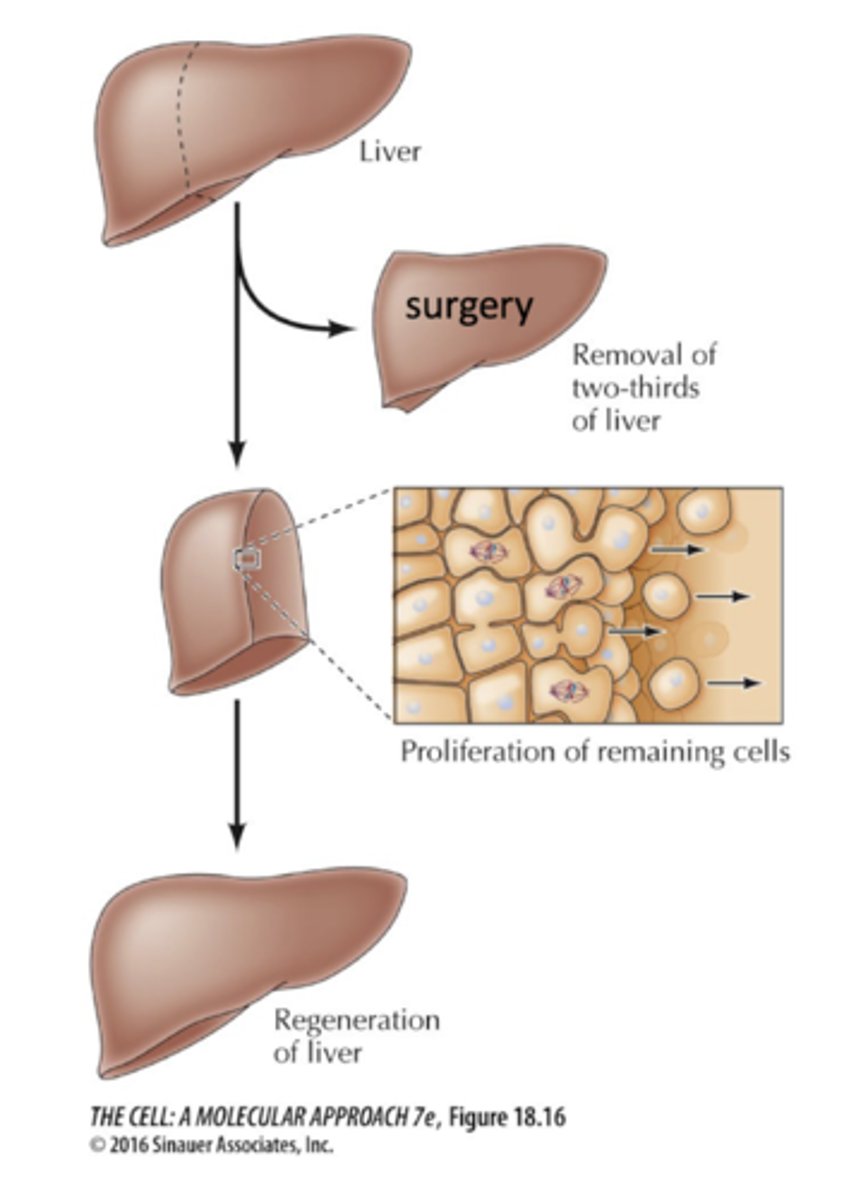 <p>They are normally quiescent, but are stimulated to proliferate if large numbers of liver cells are lost</p>