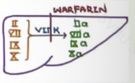 <p>Factors II ,VII ,IX ,X</p>