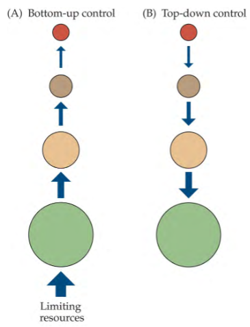 <p>bottom-up view</p><p>top-down view</p>