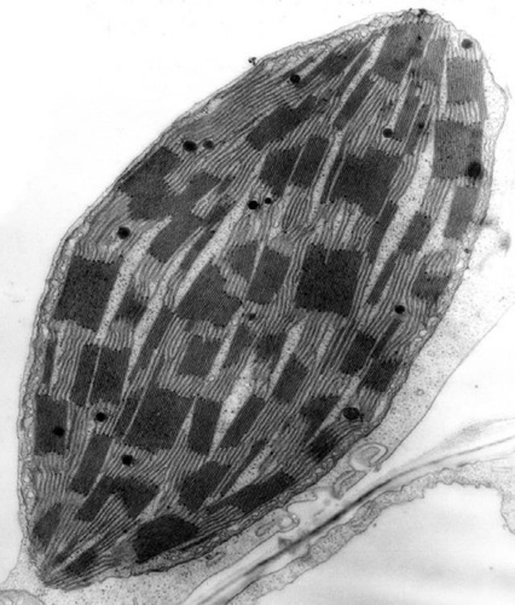 <p>Performs photosynthetic metabolism to synthesize sugars for the cell.</p>