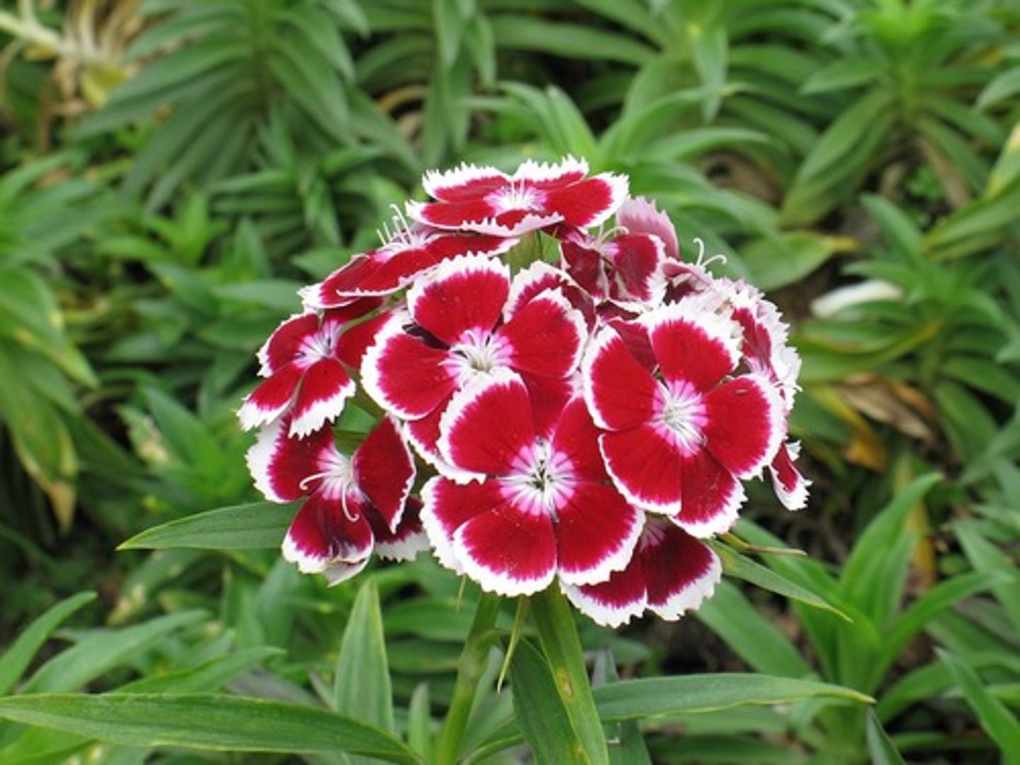 <p>short lived perennial; cut flower; edible</p><p>leaves: less linear; green foliage; 1-3" tall</p><p>blooms: "beard" like sepals; big flower clusters; continuous blooms</p>