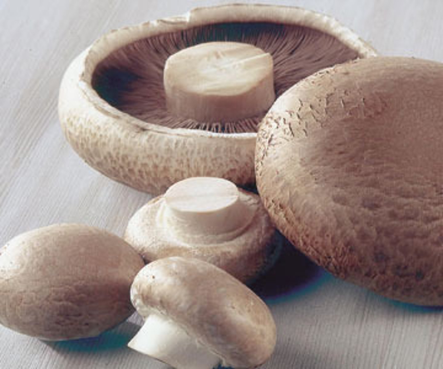 <p>mushrooms</p>
