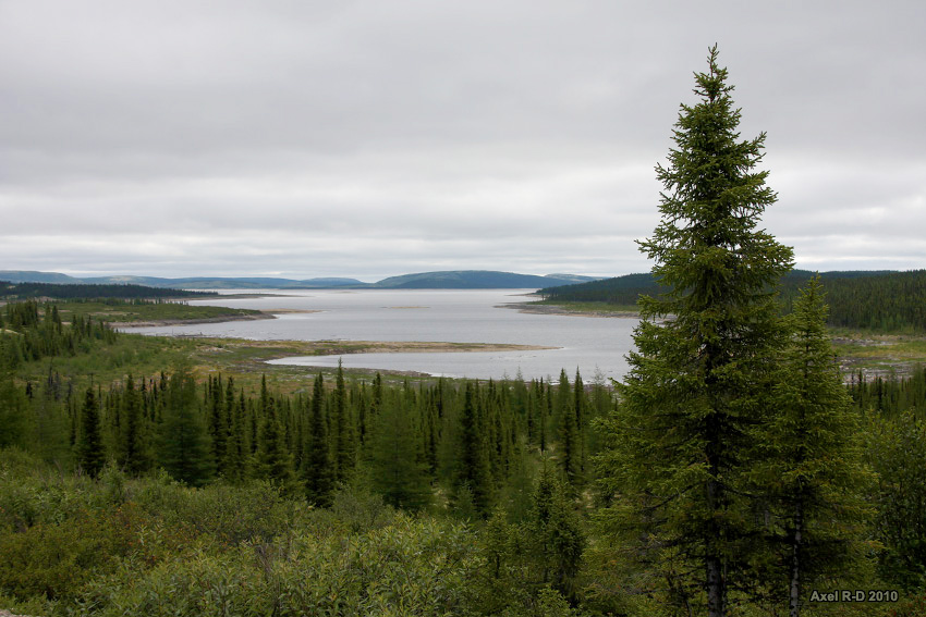 <p>Taiga (Boreal Forest) </p>