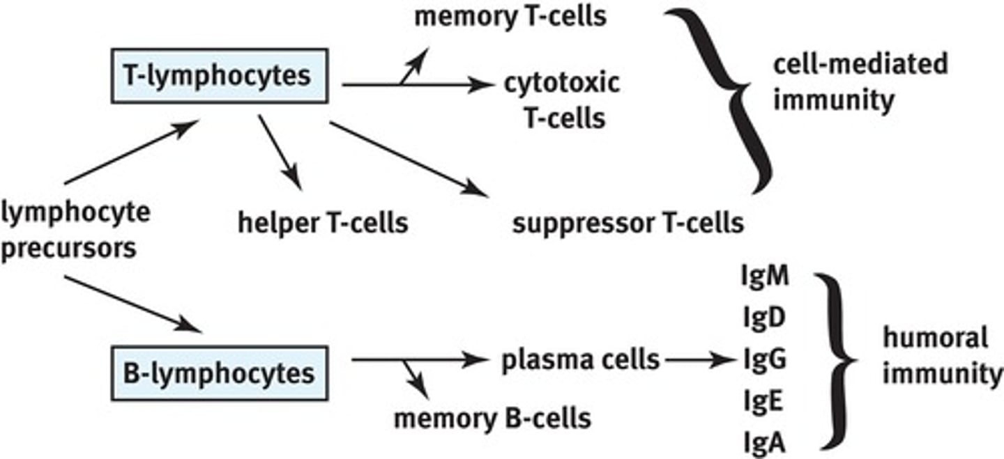 <p>Ig types in humoral immunity: GAMED.</p>