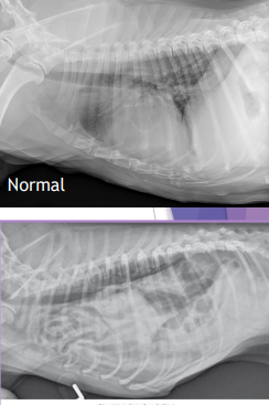 <ul><li><p><span style="color: rgb(136, 136, 136);"><strong>Et:</strong></span><strong> trauma</strong>, pressure gradient disruption, <strong>genetic</strong></p><ul><li><p><span style="color: red;">abdominal organs migrate into thorax,<u> liver is #1</u></span></p></li><li><p><span style="color: red;"><strong>Peritoneopericardial d. hernia (PPDH)</strong></span> → congenital</p></li></ul></li></ul><ul><li><p><span style="color: rgb(136, 136, 136);"><strong>Sig: </strong></span>Cocker spaniel, Weimaraner, Himalayan, DLH</p></li><li><p><span style="color: rgb(136, 136, 136);"><strong>Cs: </strong></span>shock(acute), dyspnea(chronic), exercise intolerance, ADR </p><ul><li><p><span style="color: red;">Congenital is asymptomatic</span></p></li><li><p><span style="color: red;">Tears → weakest areas: muscle</span></p></li></ul></li><li><p><span style="color: rgb(136, 136, 136);"><strong>Dt: </strong></span>thoracic rads (#1), US, CT</p></li><li><p><span style="color: rgb(136, 136, 136);"><strong>Tx:</strong></span><strong> </strong>Sx (8-16w if congenital) (<u>trauma</u>: be ready for anything)</p><ul><li><p><strong>abdominal explore, identify hernia</strong>, <strong>reduce</strong> contents, <strong>close defect</strong> (absorbable 3-0 PDS, simple continuous, dorsal → ventral), <strong>remove air</strong></p><ul><li><p><strong><u>Caution of adhesions</u></strong></p></li><li><p><u>Do not close the pericardial sac (genetic) </u></p></li></ul></li><li><p><span style="color: rgb(136, 136, 136);"><strong>Risk:</strong></span><strong> </strong>re-expansion pulmonary edema, abdominal compartment syndrome, ARDS</p><ul><li><p><span style="color: red;"><strong><u>Do NOT manually re-expand lungs</u></strong></span>, do not close pericardial sac</p></li></ul></li></ul></li></ul><img src="https://knowt-user-attachments.s3.amazonaws.com/9a9300b4-fab0-40fe-afa4-332f6ef3b160.png" data-width="50%" data-align="center"><p></p>