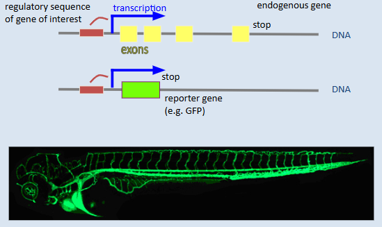 <p>transgene made where reporter gene eg gfp is added on - protein will absorb electron exciting it at a lower (475nM) wavelength than it is then emitted at (510nM), the gene is under the action of the same regulatory sequence as our gene of interest so regulator activated = gene and gfp activated </p>