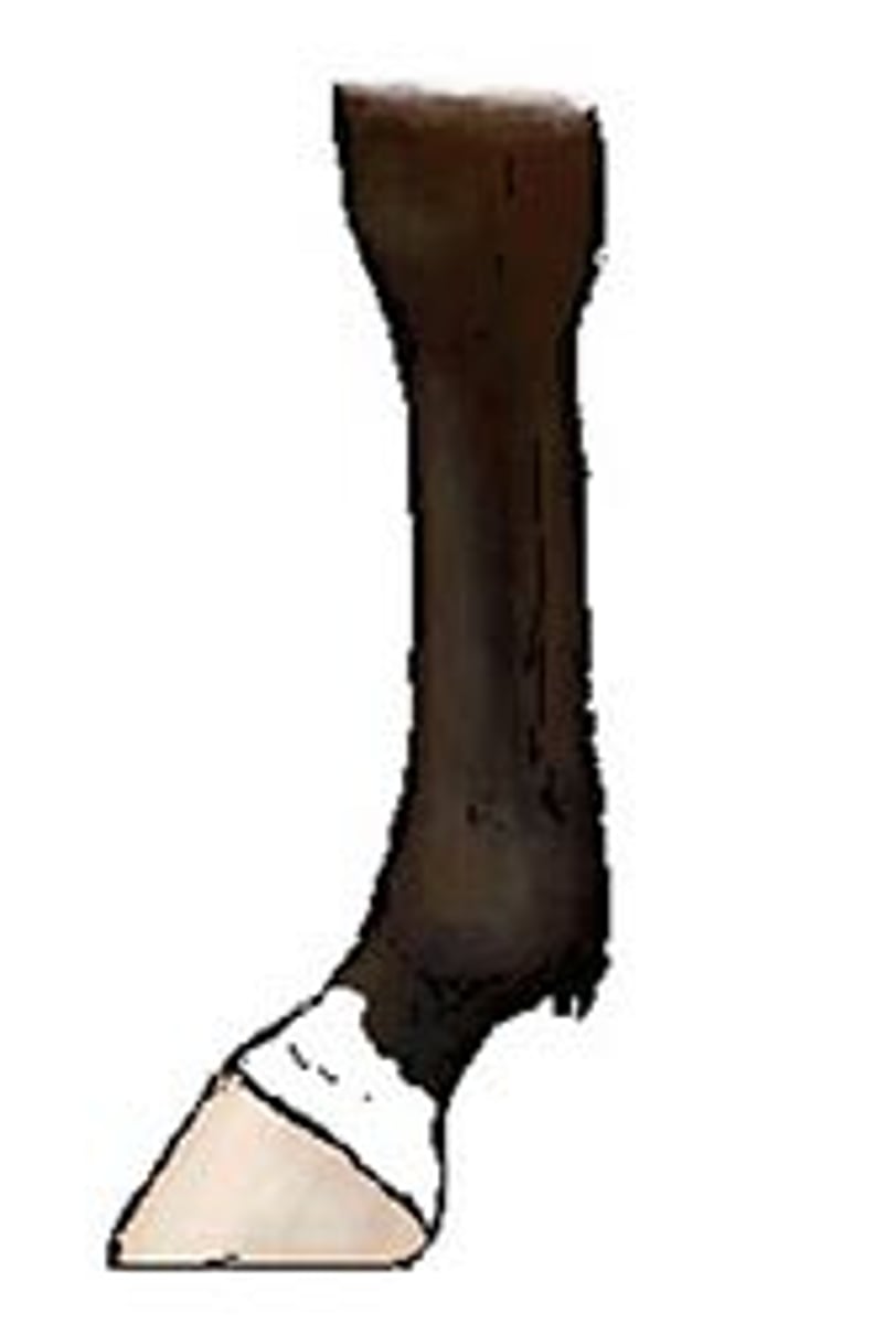 <p>band from hoof to mid-pastern</p>