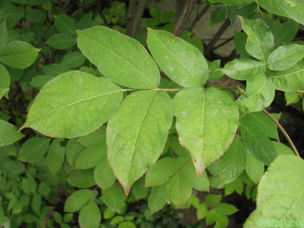 <p>klokoč zpeřený</p>