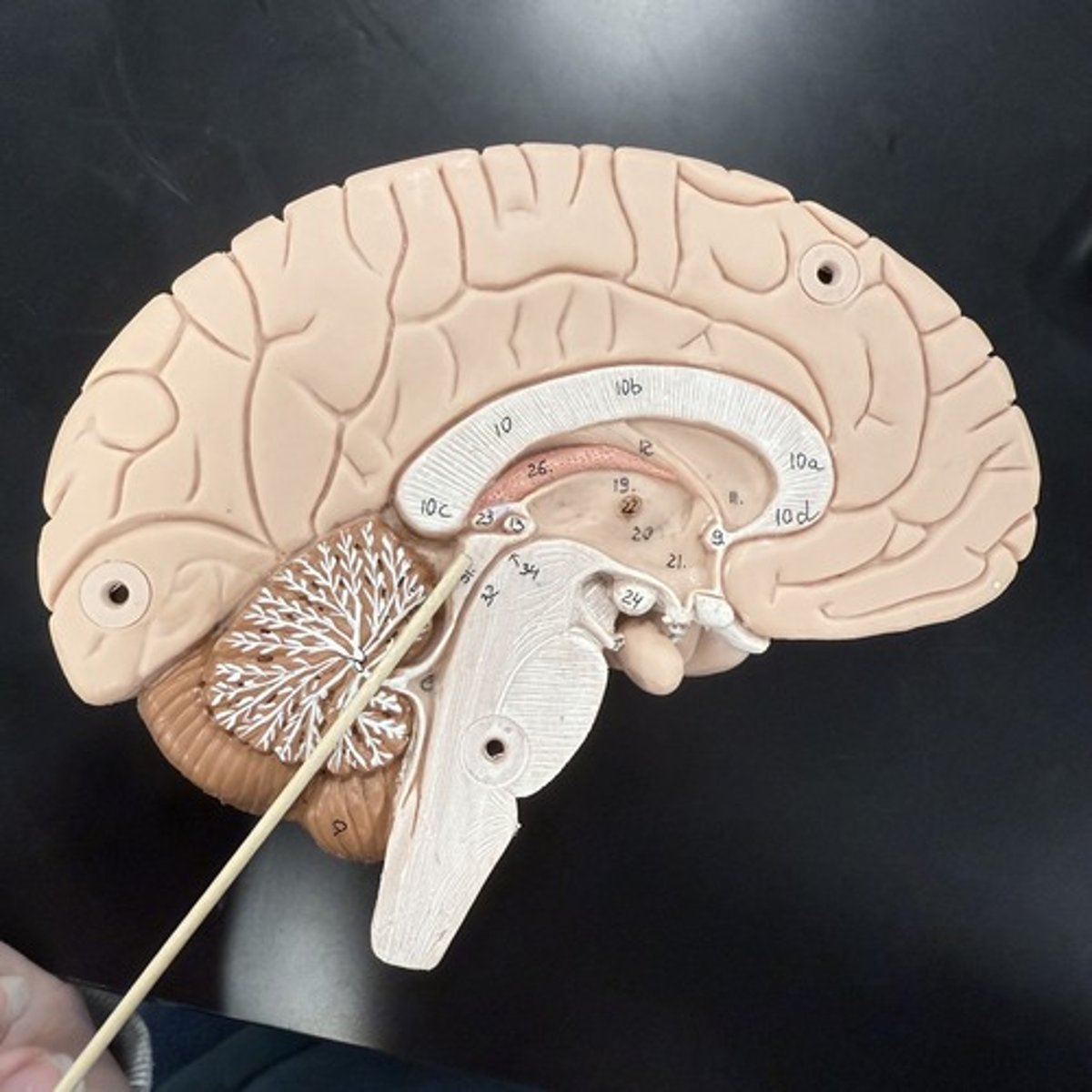 <p>What is this structure?</p>