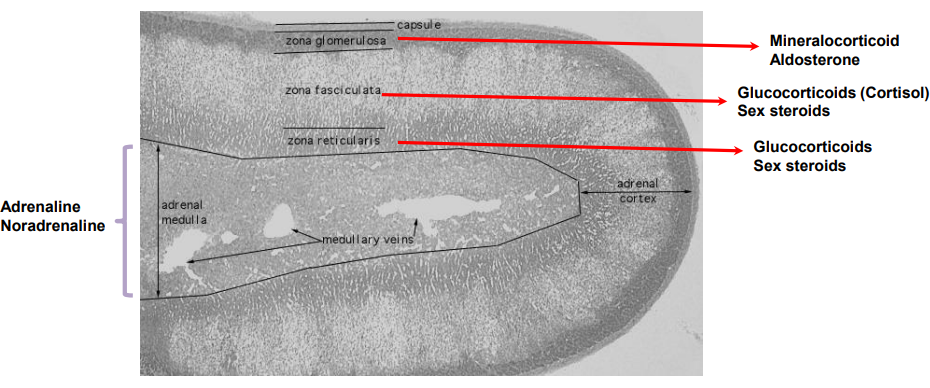 <ul><li><p class=""><strong>Zona glomerulosa:</strong> Secretes mineralocorticoids (mainly aldosterone)</p></li><li><p class=""><strong>Zona fasciculata:</strong> Secretes glucocorticoids (mainly cortisol) and sex steroids</p></li><li><p class=""><strong>Zona reticularis:</strong> Secretes sex steroids and glucocorticoids</p></li></ul><p></p>