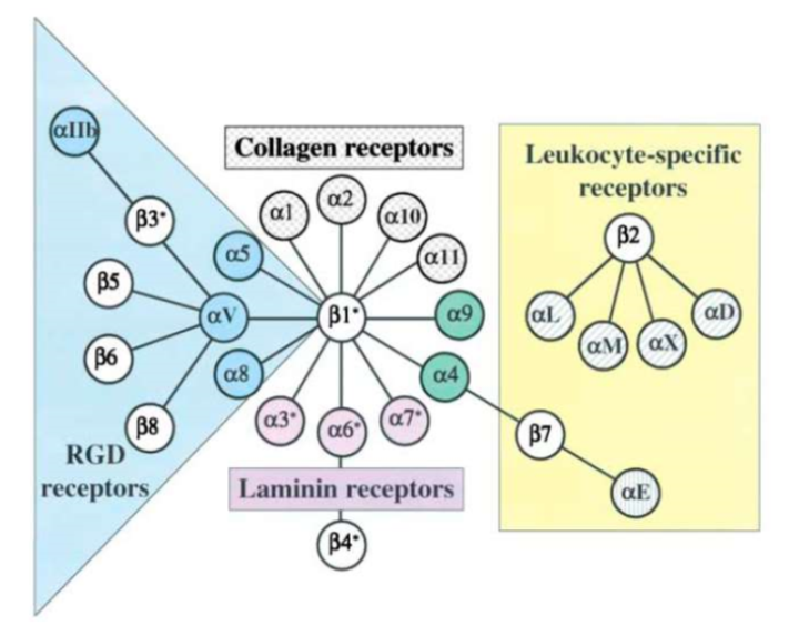 <ul><li><p>numerous alphabeta heterodimers</p></li><li><p>distinct and overlapping specificity for different ECM </p></li><li><p>RGD(<span>Arginylglycylaspartic acid)</span> receptors interacts with ECM glycoproteins </p></li></ul><p></p>