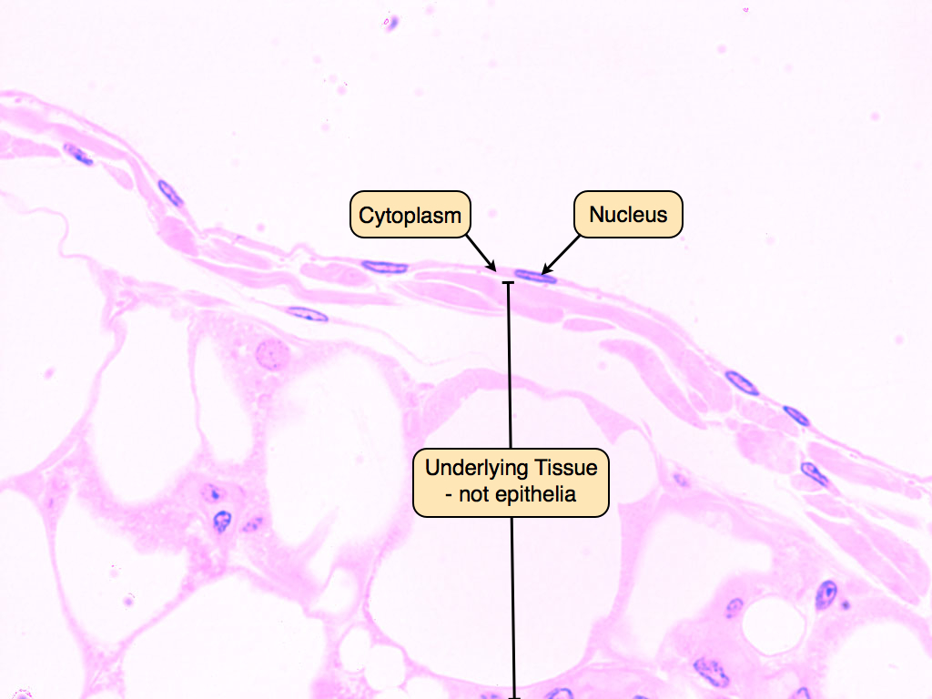 <p>Single layer of flattened cells</p><p>Location: <mark data-color="purple">Lines heart, blood</mark>, and lymphatic vessels, alveoli of the lungs</p><p>We want a thin layer to be able to pass through (helps with diffusion)</p><p>Not rough and want to expand</p>