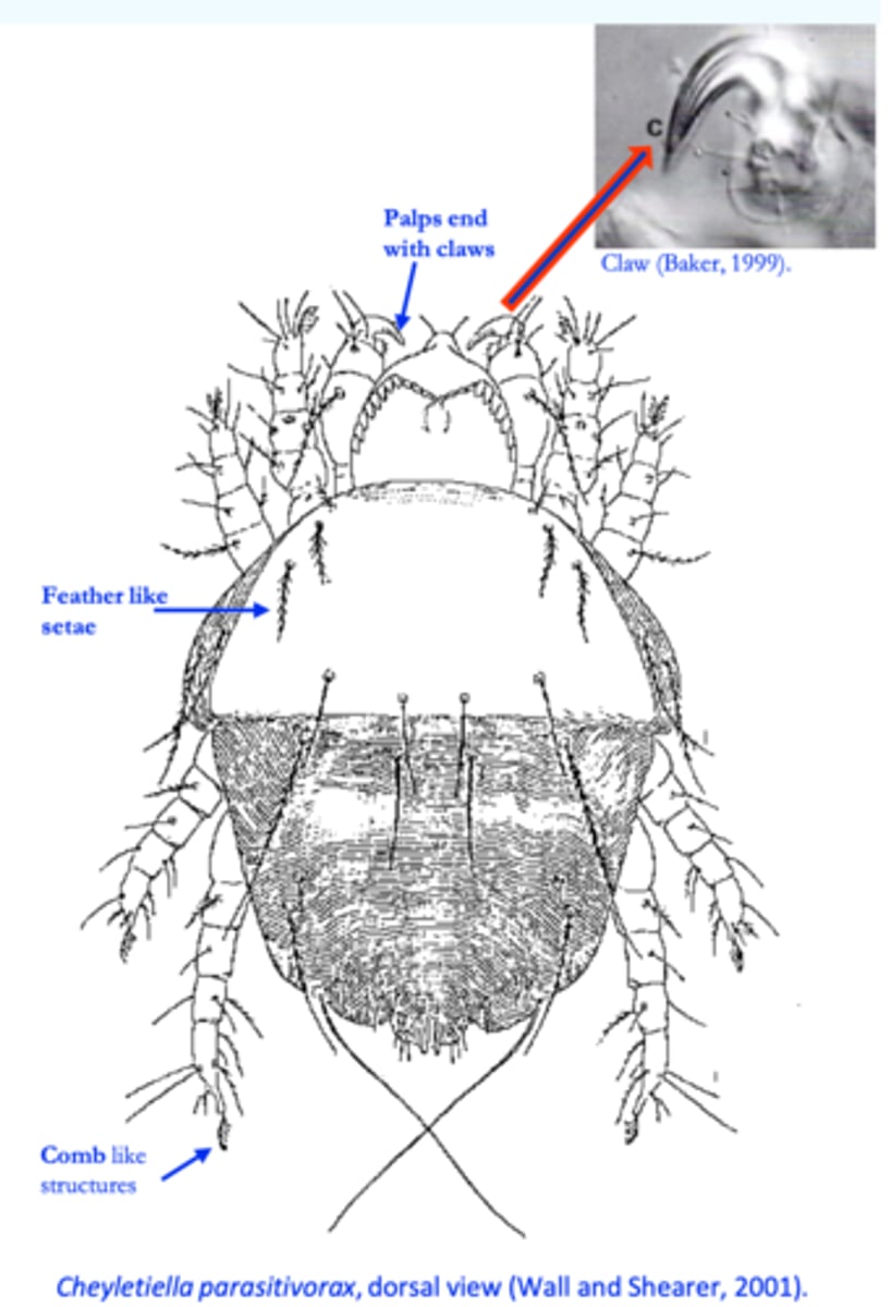 <p>Cheyletiella spp. are generally sensitive to many acaricidal compounds</p><p>All affected and in-contact animals (dogs, cats, rabbits) should be treated</p><p>Continue treatments for 2-4 weeks after resolution of clinical signs and pruritus and until no mites or eggs can be found;</p><p>The environment should be cleaned and treated with an acaricide</p><p>Fipronil (spray &amp; spot on) applied every 30 days for 2-3 treatments</p><p>Selamectin, spot-on, three times at 1-month intervals</p><p>Moxidectin &amp; imidacloprid (Advocate), two monthly treatments, 100% efficacy in dogs</p>