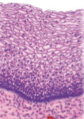 <p>what tissue is this </p>