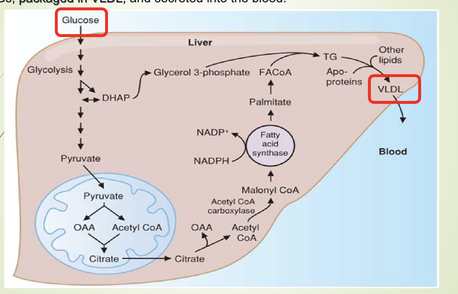 <ul><li><p><span>Lipogenesis = synthesis of TGs from glucose.</span></p></li><li><p><span>Occurs in the liver.</span></p></li><li><p><span>Fatty acids synthesized from glucose → converted to TGs → packaged into VLDL → secreted into blood.</span></p></li></ul><p></p>