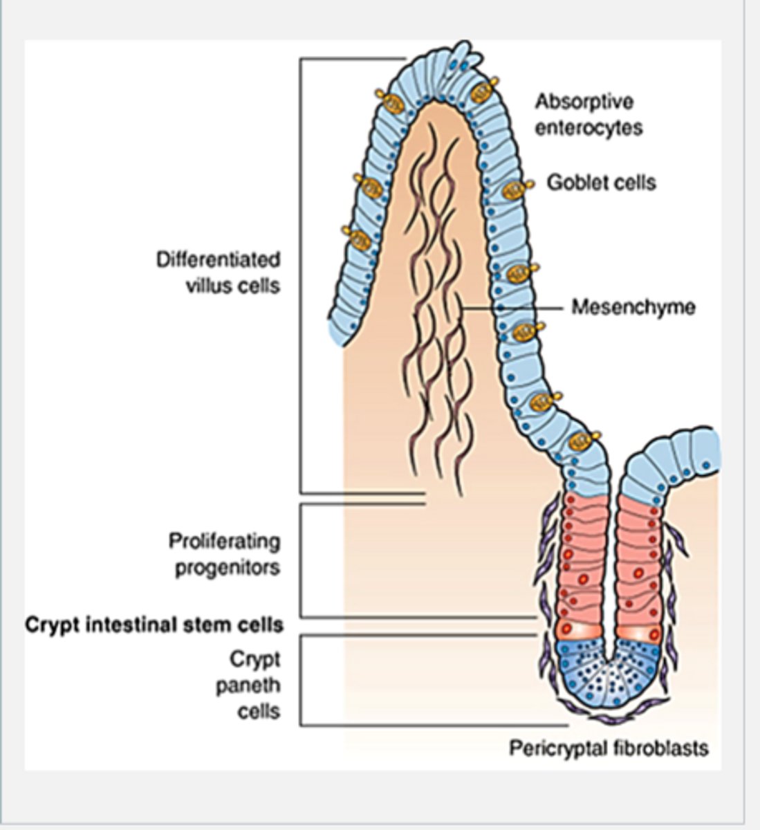 <p>The crypt stem cells</p>