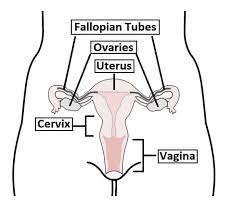 <p>Ovaries </p>