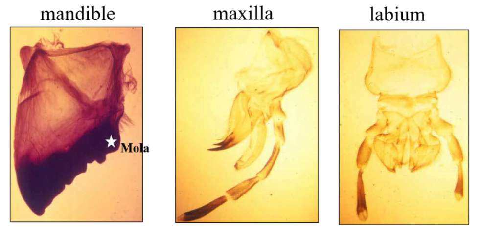 <p>How many chewing mouthparts are found in the cricket</p>