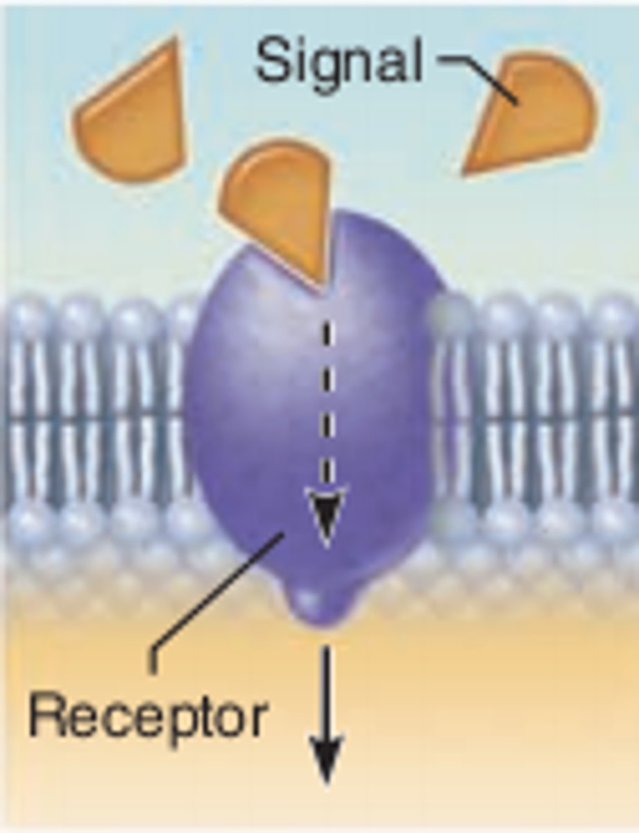 <p>The process of signal transduction usually begins when a cell receives a signal.</p>